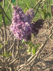 Syringa