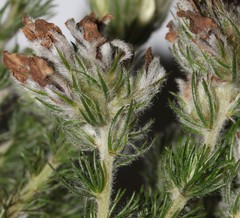 Aspalathus cephalotes cephalotes