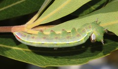 Catochria catocaloides