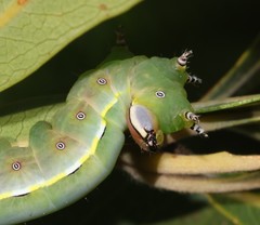 Catochria catocaloides