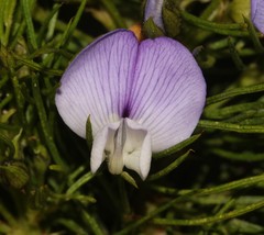 Psoralea ivumba