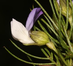 Psoralea ivumba