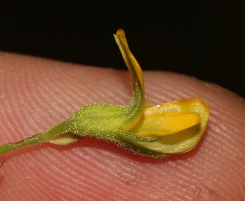 Image of Rhynchosia capensis by (c) Brian du Preez, some rights reserved (CC BY-SA)