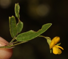 Rhynchosia capensis