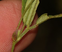 Rhynchosia capensis