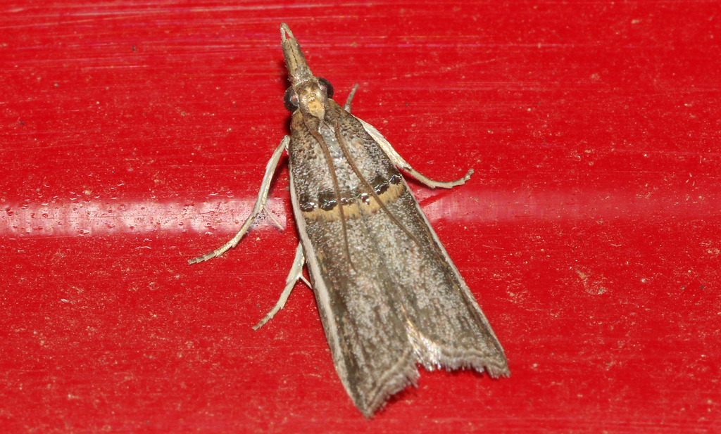 Etiella grisea