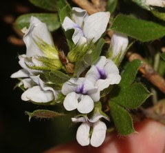 Psoralea obliqua