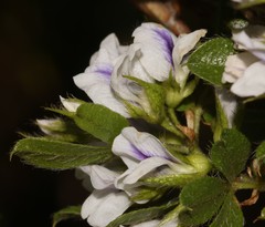 Psoralea obliqua