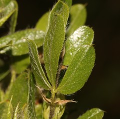 Psoralea obliqua