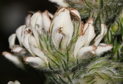 Aspalathus cephalotes cephalotes