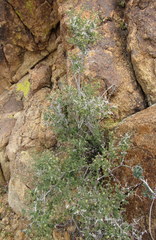 Galium stellatum eremicum