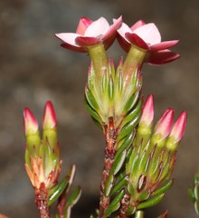 Erica fastigiata
