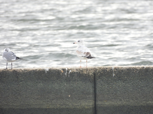 Ring-billed Gull photographed in Louisiana