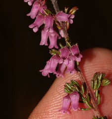 Erica intervallaris