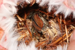 Trichostetha capensis hottentotta