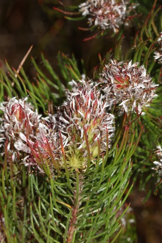 Spatalla setacea (R.Br.) Rourke