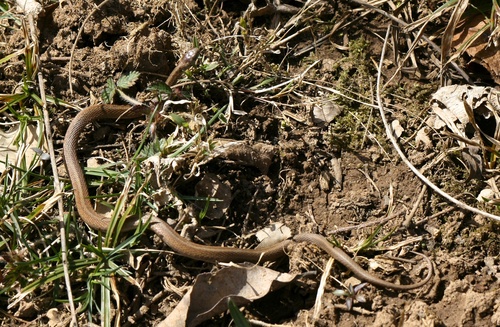Photo of a Brown Snake (Storeria dekayi)