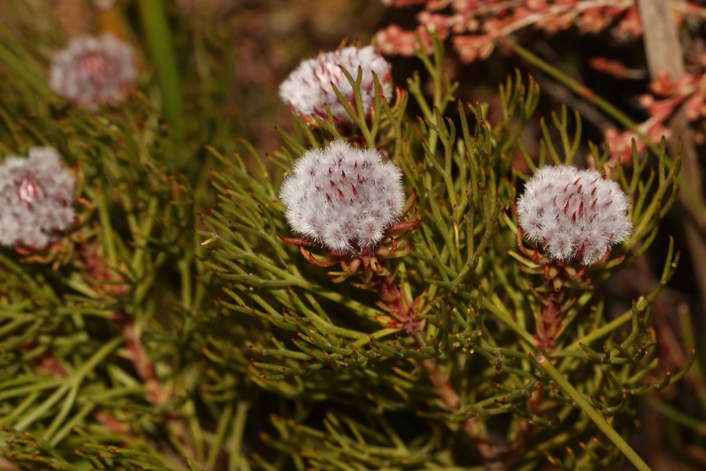 Skirted Spiderheads