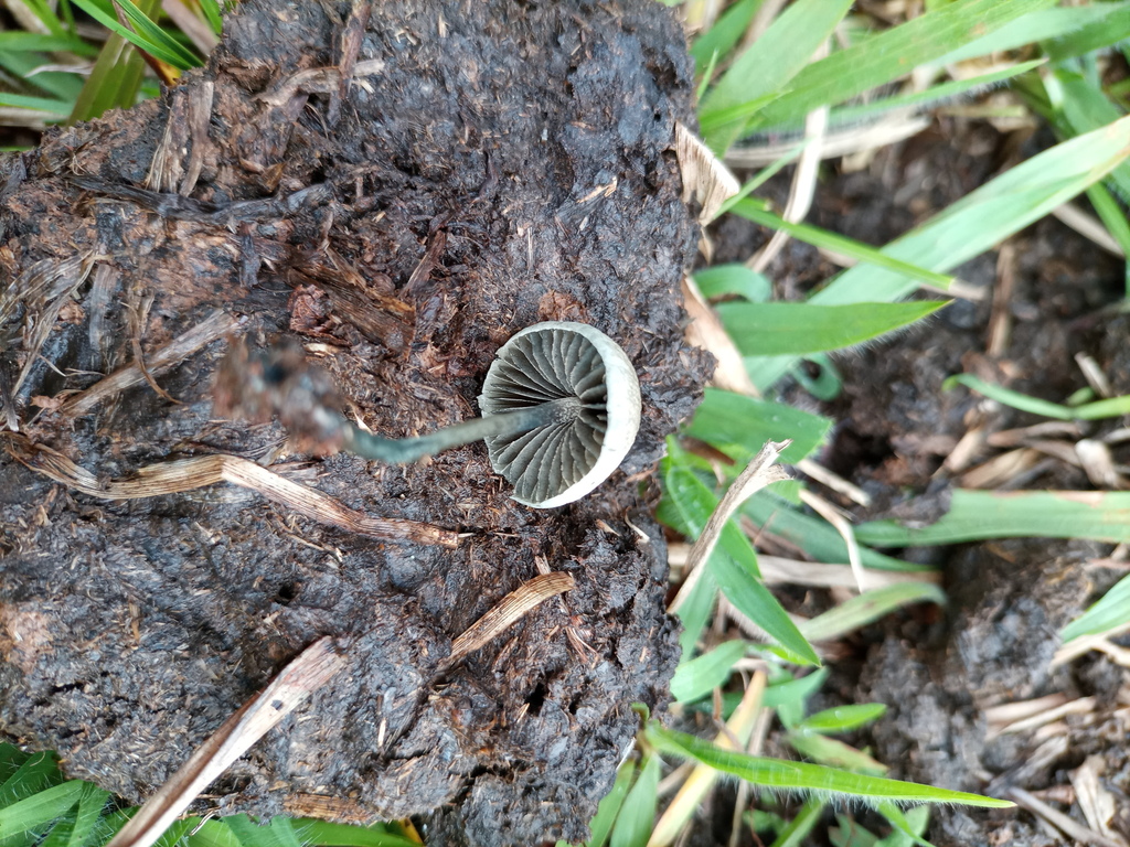 Panaeolus cyanescens · June 2021 · photo: © ronyristow (iNaturalist, cc-by)