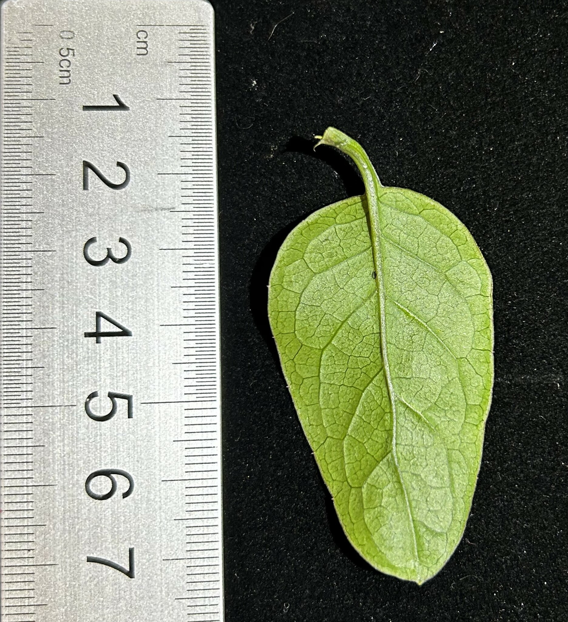 Pseudogynoxys image