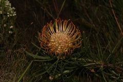 Leucospermum lineare