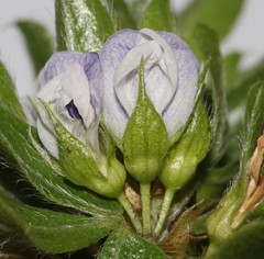 Psoralea obliqua