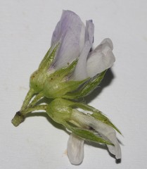 Psoralea obliqua