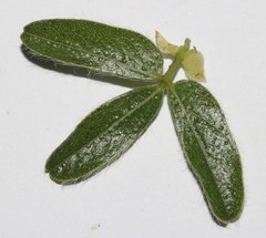 Psoralea obliqua