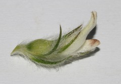 Aspalathus cephalotes cephalotes