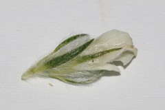 Aspalathus cephalotes cephalotes