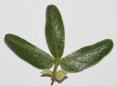 Psoralea obliqua
