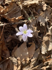 Hepatica americana