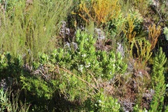Psoralea obliqua
