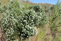 Aspalathus cephalotes cephalotes