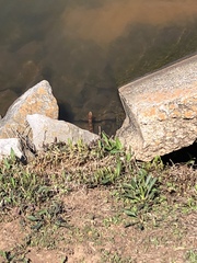 Nerodia sipedon