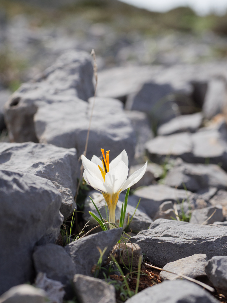 Crocus melantherus