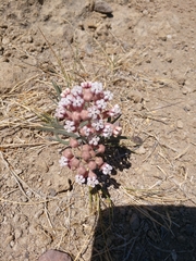 Asclepias senecionifolia