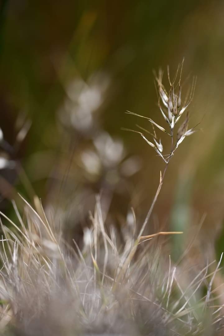 Pentameris insularis