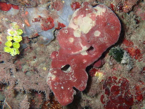 Stony Sponge, photo 4 of 10