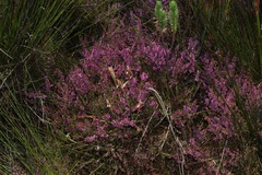 Erica intervallaris
