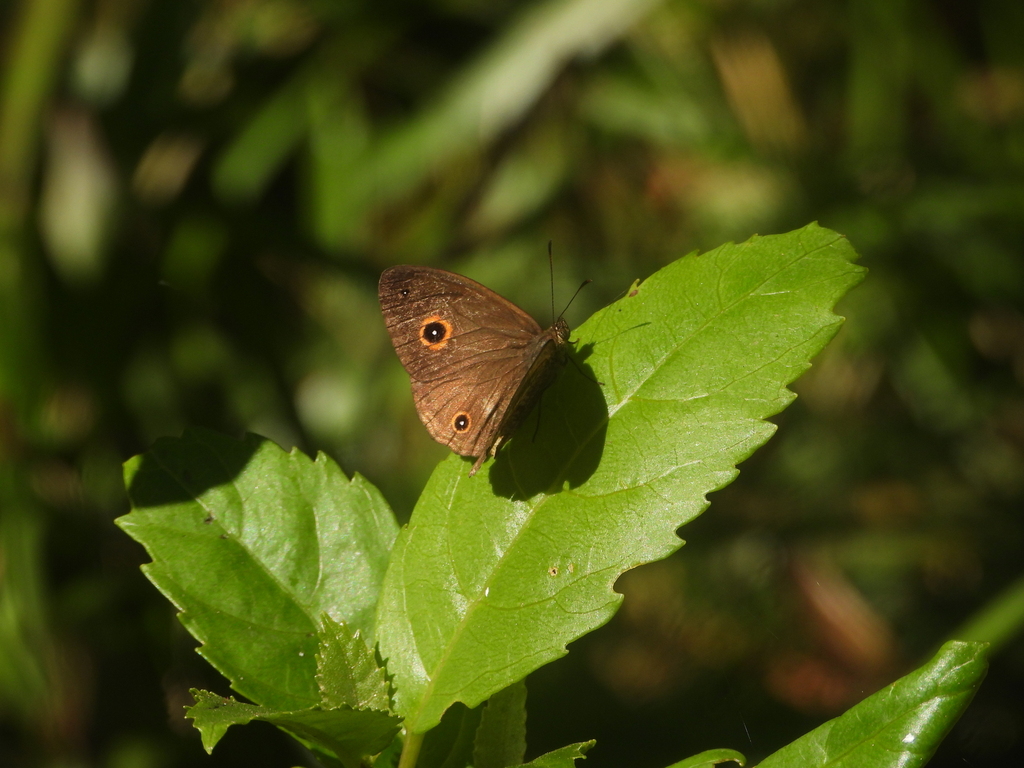 Heteropsis angulifascia