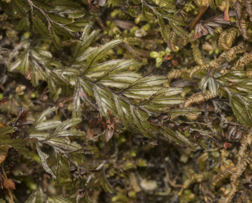 Image of Hymenophyllum falklandicum by (c) Pablo Silva, some rights reserved (CC BY)