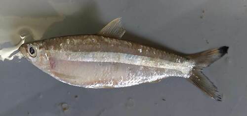 Herring (Lile stolifera) — Clupeidae — 3