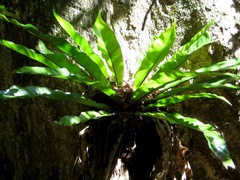 Thamnopteris