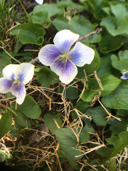 Viola