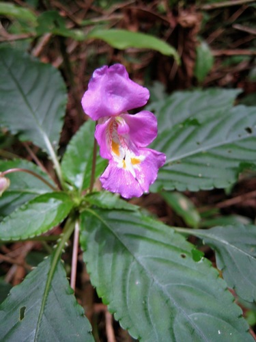 Impatiens bisaccata