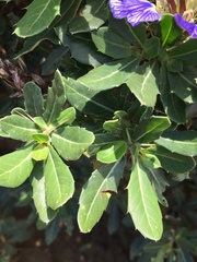 Blepharis natalensis