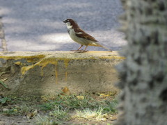 Passer domesticus