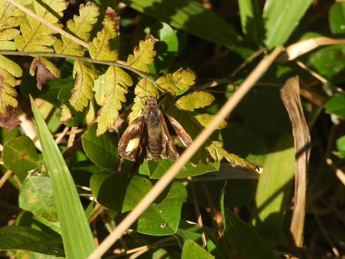 Perrotia malchus