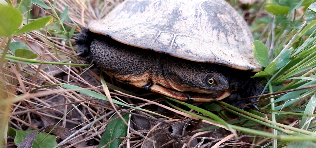 Common Snake-necked Turtle from Tumbarumba NSW 2653, Australia on ...